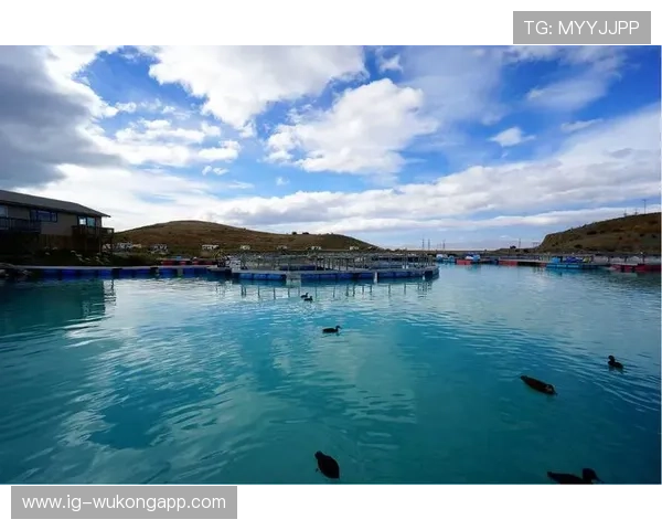 新西兰能否创造历史 2026世界杯大洋洲黑马突围前景分析 新西兰能否创造历史 2026世界杯大洋洲黑马突围前景分析